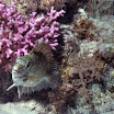 DSC_0571-t.JPG
