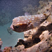 PB221888-t.JPG