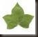 1 ivy