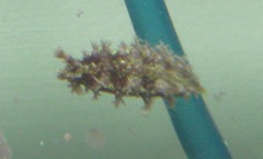 Tritoniidae