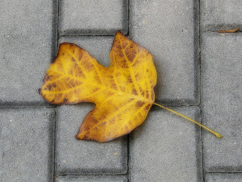autumn.jpg