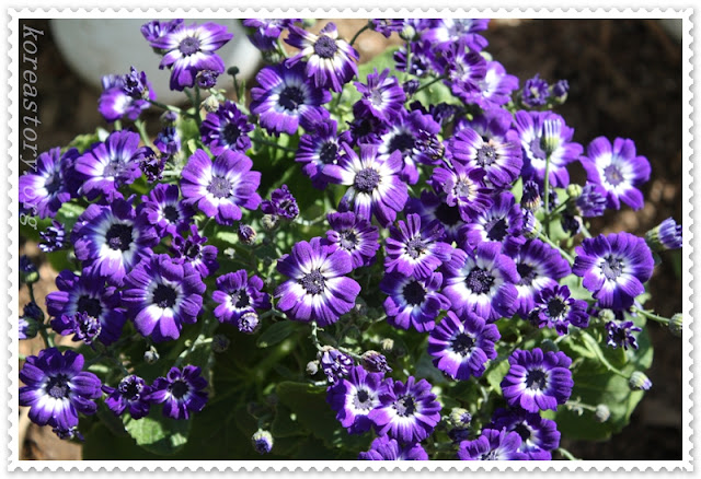ดอกไม้สีน้ำเงิน, ดอกไม้สีม่วง, ดอกไม้เกาหลี