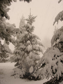 DSC00735.JPG