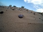 DSC05745.JPG
