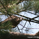 Green Heron Nest on Big Creek Greenway