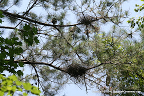 Can you count the herons?