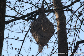 A hornets nest on the left side of the trail (heading North) about 15 feet in the air.  It looked around 2 feet tall.