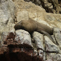 South American sea lion