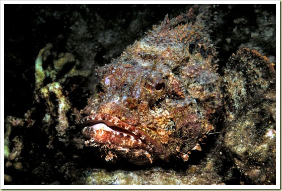 06 most poisonous animals in the world stonefish 10 Binatang Paling Beracun Di Dunia