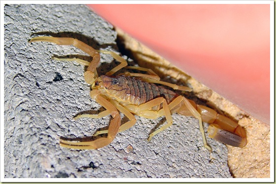 05 most poisonous animals in the world deathstalker scorpion 10 Binatang Paling Beracun Di Dunia