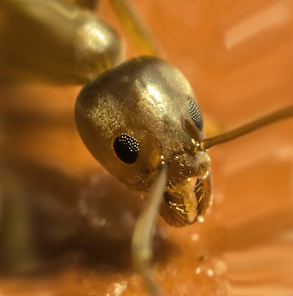 Глаза домового муравья при увеличении