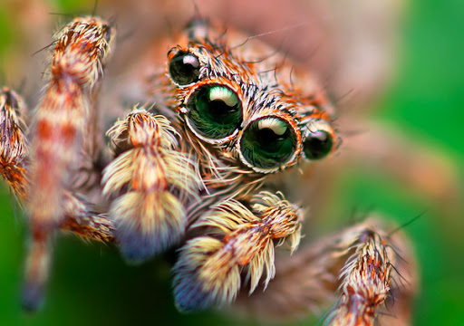 Scary Spider Wallpaper posted by John Anderson