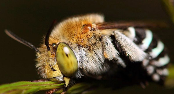 Глаза синей ленточной пчелы