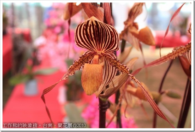 Tainan_orchid04