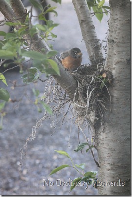 robin in nest