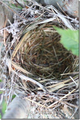 empty robin nest