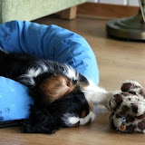 Sweet dreams