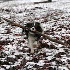 Cavaliertreff på Væresholmen