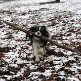 Cavaliertreff på Væresholmen
