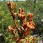 Rusty lyonia