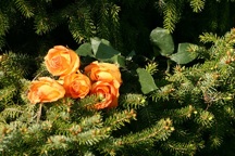 Doug Varney's roses for Michelle in the Siberian spruce on the UVM Green
