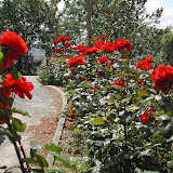 fleurs - lien externe vers les photos de Bannières sur Picasaweb