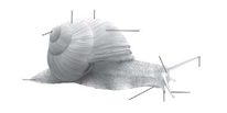 gastropoda