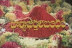 Bharya Bhartala Bandham