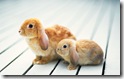 rabbit 7 desktop widescreen wallpaper