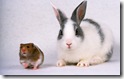 rabbit 5 desktop widescreen wallpaper