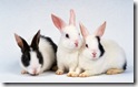 rabbit 10 desktop widescreen wallpaper