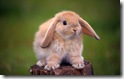 rabbit 17 desktop widescreen wallpaper