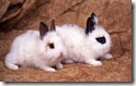 rabbit 32 desktop widescreen wallpaper
