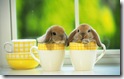 rabbit 29 desktop widescreen wallpaper