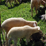 DSC_4639.JPG