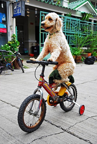 [dogonbike9.jpg]