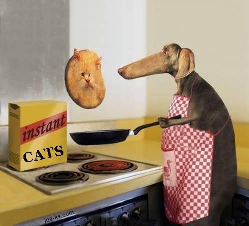 [InstantCats[5].jpg]