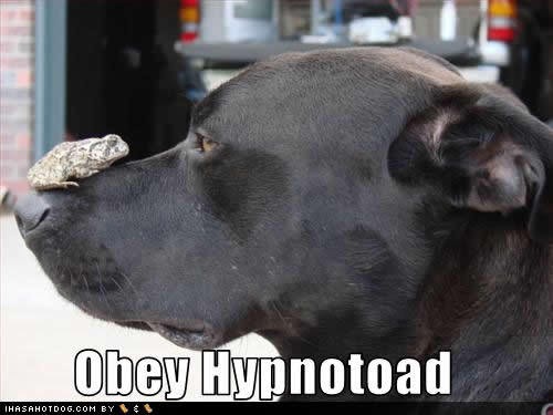 [media_httpihasahotdog_qiAmI.jpg.scaled500[4].jpg]