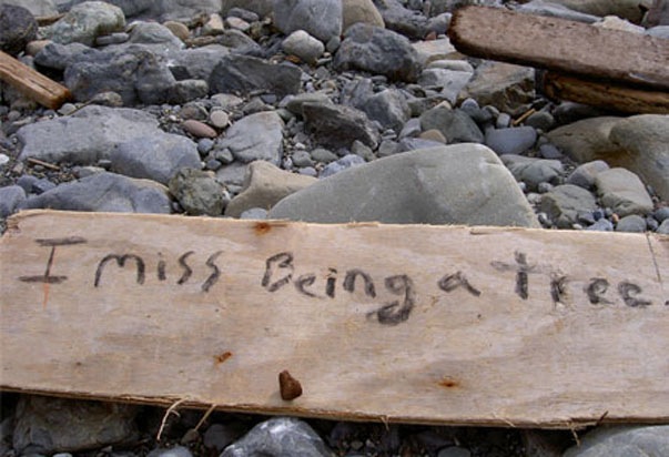 [imissbeingatree[8].jpg]