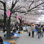 Cherry blossoms on the waterfront in Asakusa. The first nice weekend after the blossoms come out is a traditional time for the Japanese to picnic under the cherry trees.