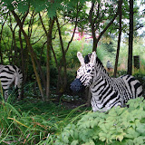 Zebras on the Safari Tour