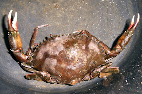 [Bild: crabe%20taupik44.jpg]
