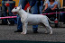 Bullworld Cool Bull