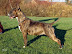 Bullbrand Something New for Chardaice