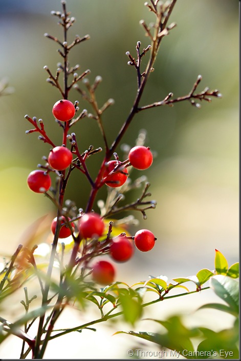 red-berries