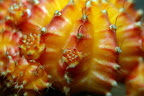 macro