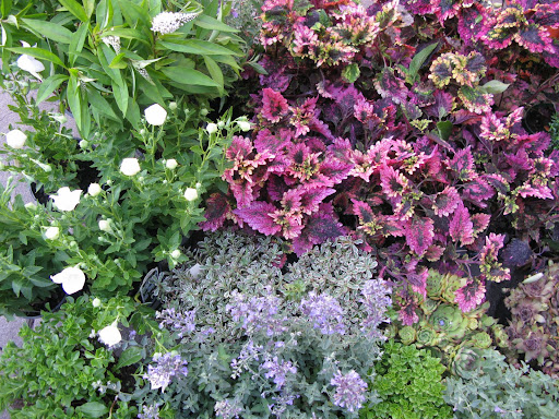 Foliage
