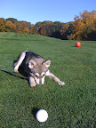 looking to work on her golf swing at 5 months of age