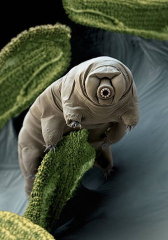 比外星生物還像外星生物的神奇的緩步動物