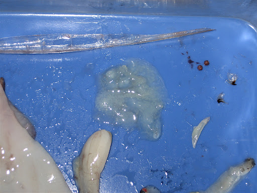 Dissect Squid